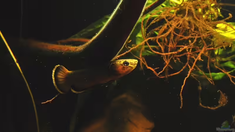 Besatz im Aquarium Artenbecken Betta Albimarginata Malinau von Heiko Bischof (32)