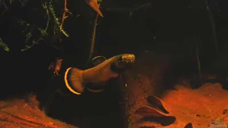 Besatz im Aquarium Artenbecken Betta Albimarginata Malinau von Heiko Bischof (33)