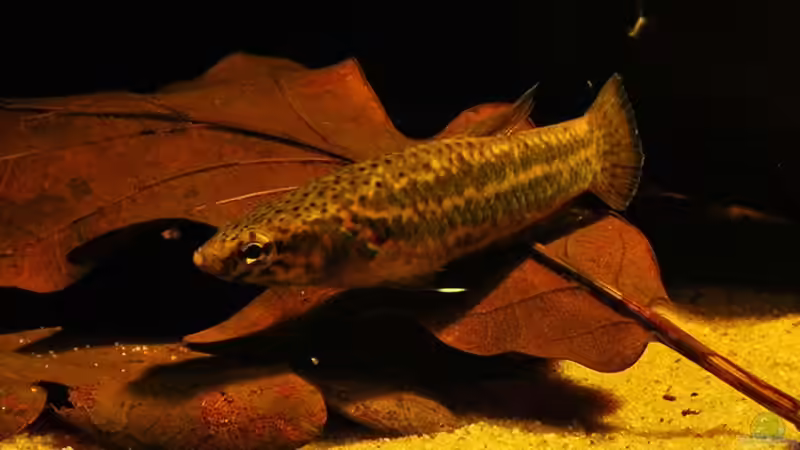 Besatz im Aquarium Artenbecken Betta Albimarginata Malinau von Heiko Bischof (34)