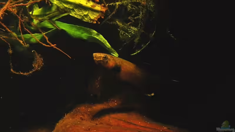 Besatz im Aquarium Artenbecken Betta Albimarginata Malinau von Heiko Bischof (35)