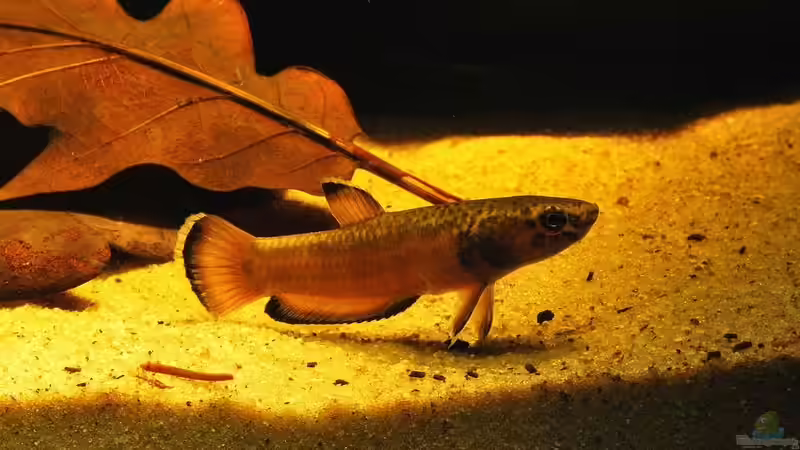 Besatz im Aquarium Artenbecken Betta Albimarginata Malinau von Heiko Bischof (36)