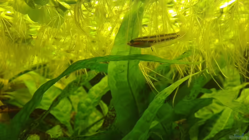 Besatz im Aquarium Artenbecken Betta Macrostoma von Heiko Bischof (12)