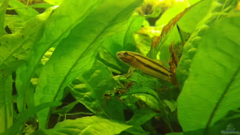 Besatz im Aquarium Artenbecken Betta Macrostoma von Heiko Bischof (14)