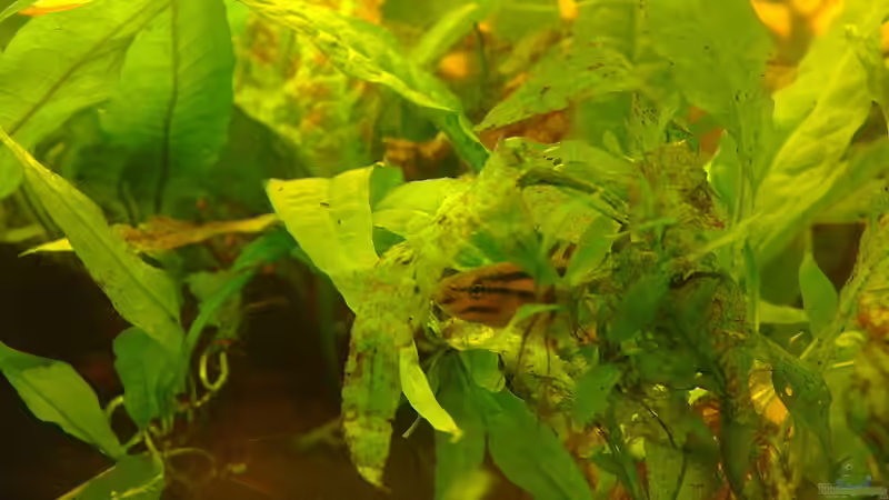 Besatz im Aquarium Artenbecken Betta Macrostoma von Heiko Bischof (15)