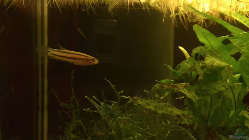 Besatz im Aquarium Artenbecken Betta Macrostoma von Heiko Bischof (16)