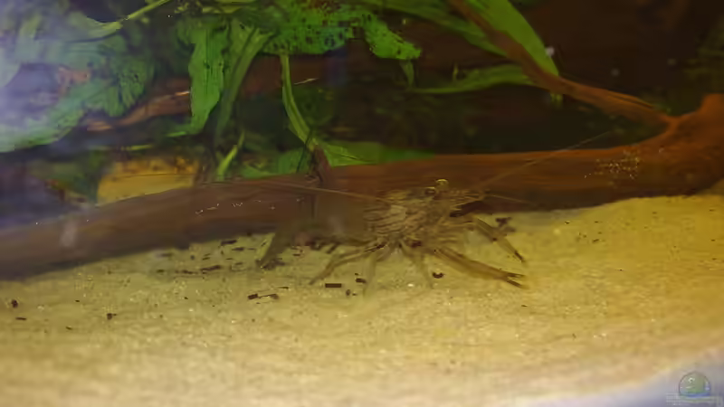 Besatz im Aquarium Artenbecken Betta Macrostoma von Heiko Bischof (19)