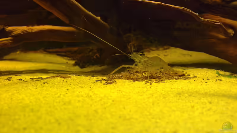 Besatz im Aquarium Artenbecken Betta Macrostoma von Heiko Bischof (20)