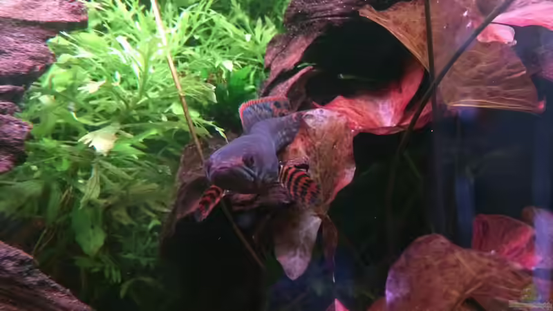 Besatz im Aquarium Artenbecken Channa Bleheri von Harald Kästner (31)