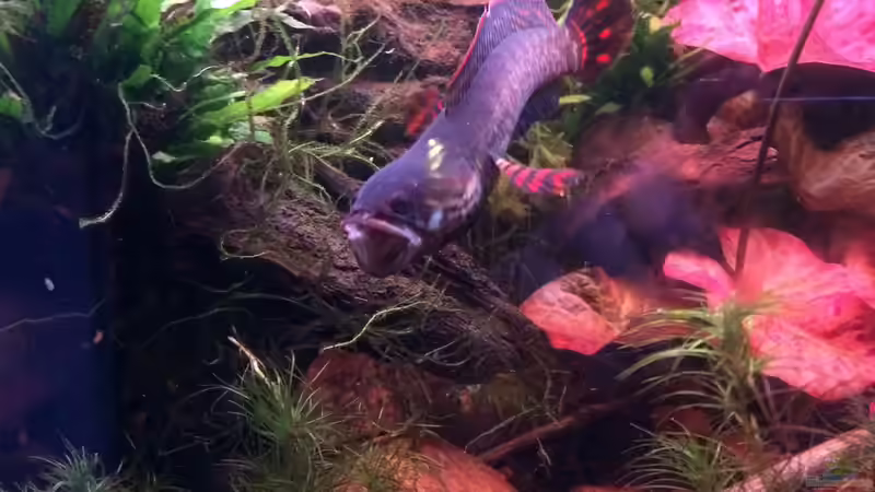 Besatz im Aquarium Artenbecken Channa Bleheri von Harald Kästner (33)