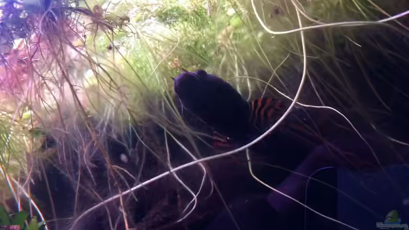 Besatz im Aquarium Artenbecken Channa Bleheri von Harald Kästner (34)