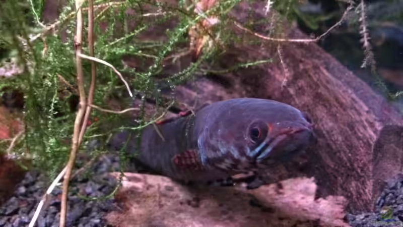 Besatz im Aquarium Artenbecken Channa Bleheri von Harald Kästner (35)