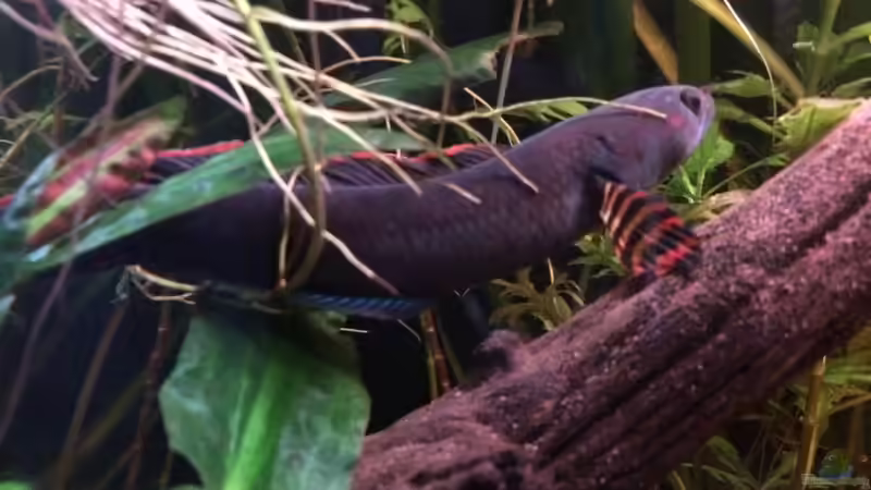 Besatz im Aquarium Artenbecken Channa Bleheri von Harald Kästner (38)