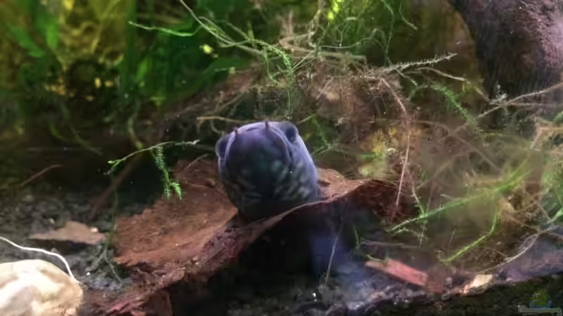 Besatz im Aquarium Artenbecken Channa Bleheri von Harald Kästner (39)