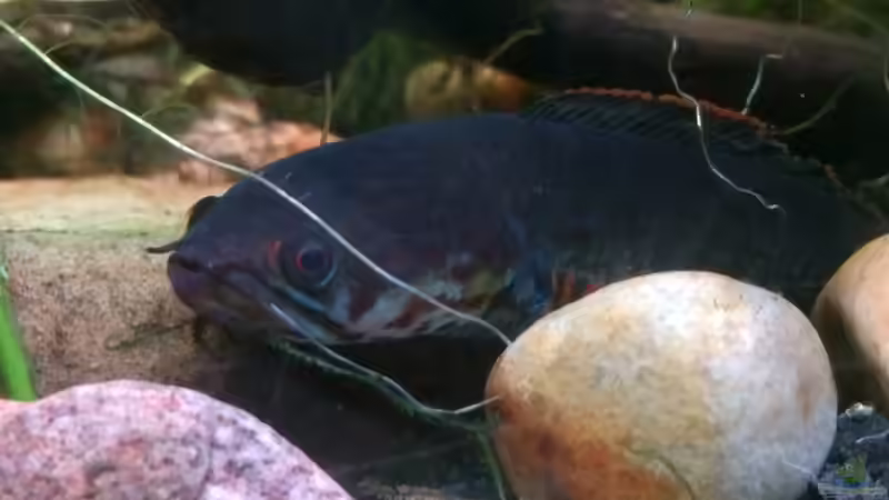 Besatz im Aquarium Artenbecken Channa Bleheri von Harald Kästner (40)