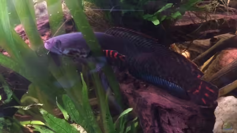 Besatz im Aquarium Artenbecken Channa Bleheri von Harald Kästner (42)