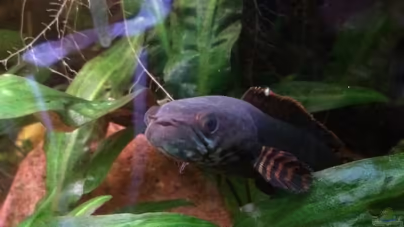 Besatz im Aquarium Artenbecken Channa Bleheri von Harald Kästner (43)