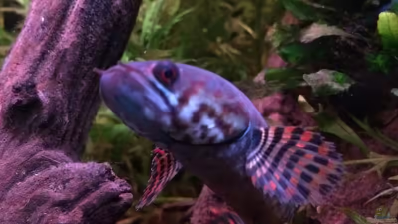 Besatz im Aquarium Artenbecken Channa Bleheri von Harald Kästner (45)