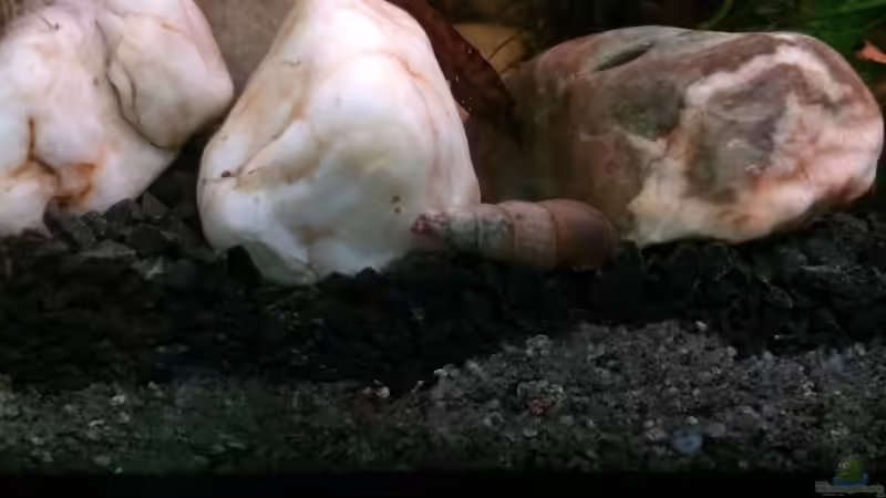 Besatz im Aquarium Artenbecken Channa Bleheri von Harald Kästner (46)