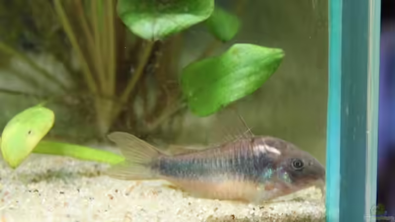 Besatz im Aquarium Artenbecken Corydoras aeneus von Mitch22 (15)