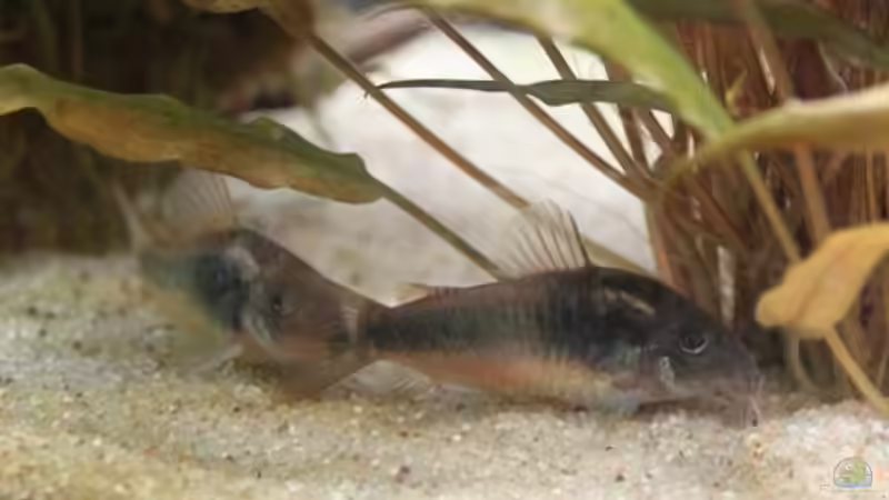 Besatz im Aquarium Artenbecken Corydoras aeneus von Mitch22 (16)