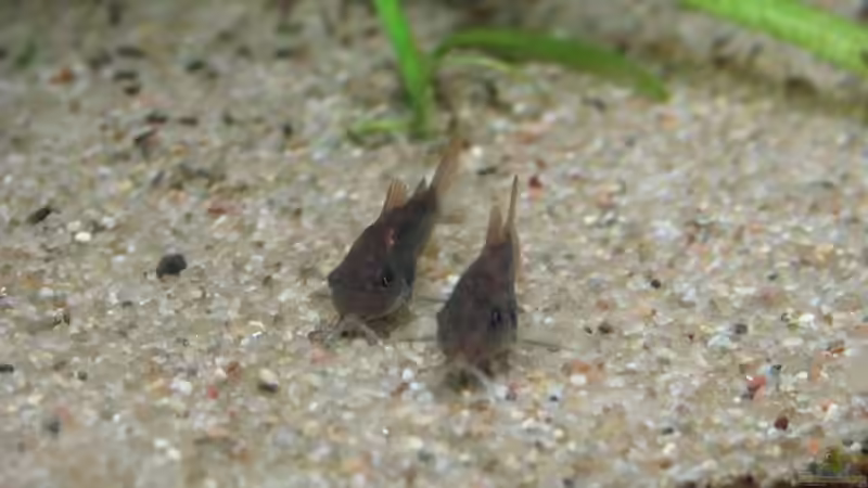 Besatz im Aquarium Artenbecken Corydoras aeneus von Mitch22 (18)