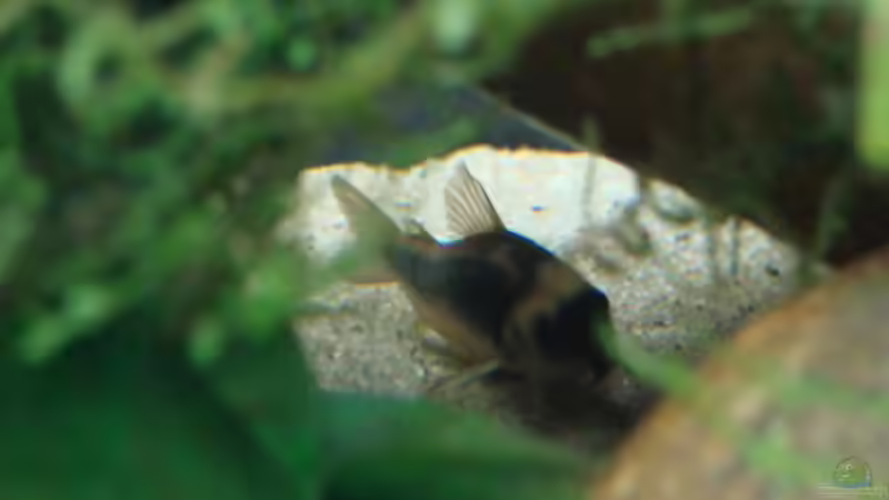 Besatz im Aquarium Artenbecken Corydoras aeneus von Mitch22 (19)