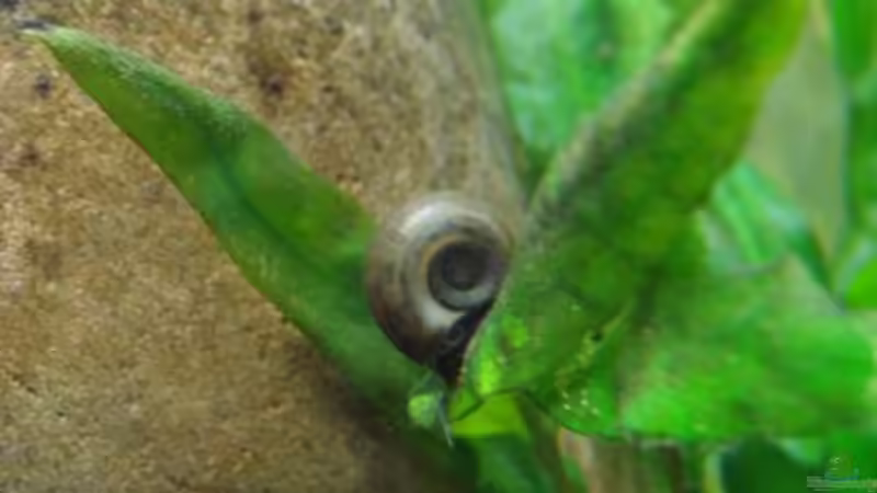 Besatz im Aquarium Artenbecken Corydoras aeneus von Mitch22 (20)