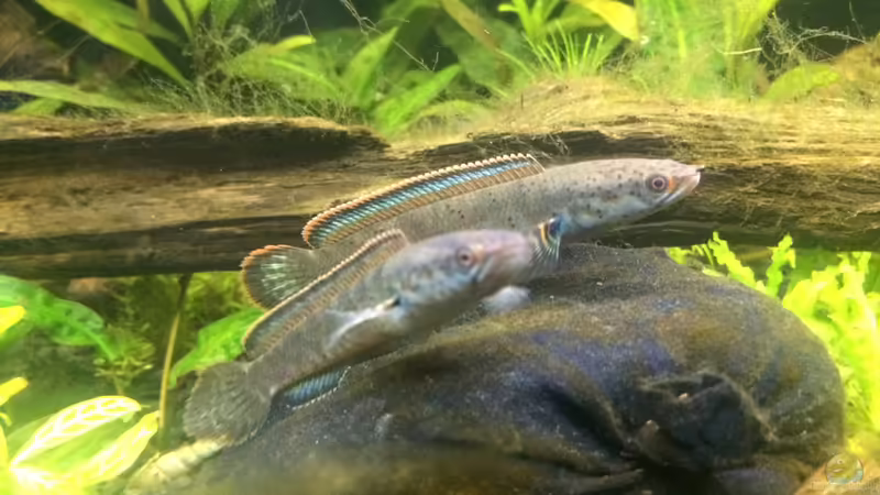 Besatz im Aquarium Artenbecken für Channa spec. &quot;Red Fin&quot; von Harald Kästner (35)