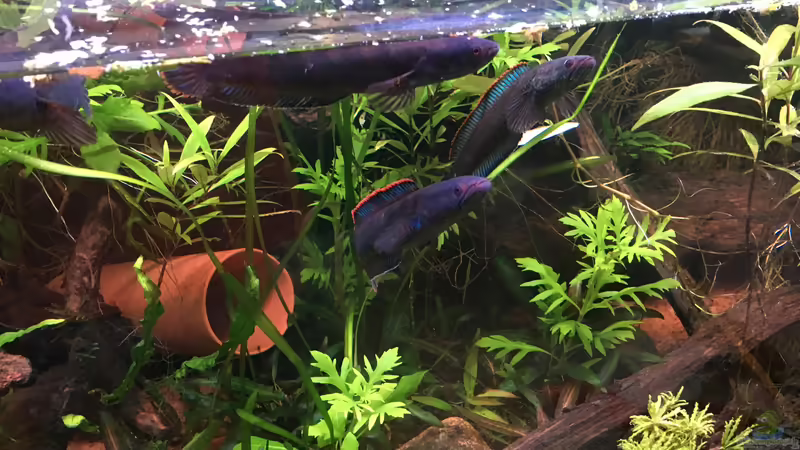 Besatz im Aquarium Artenbecken für Channa spec. &quot;Red Fin&quot; von Harald Kästner (37)