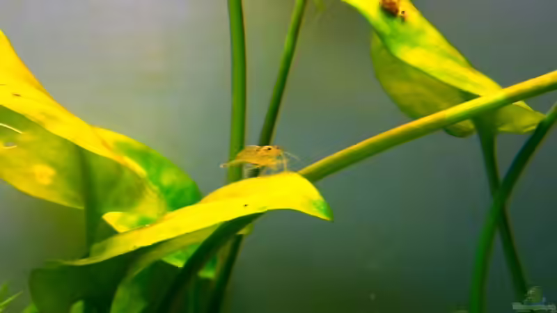 Besatz im Aquarium Asia-Becken von more4ce (15)