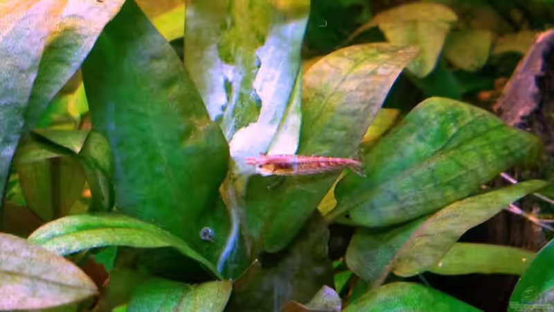 Besatz im Aquarium Asia-Becken von more4ce (16)