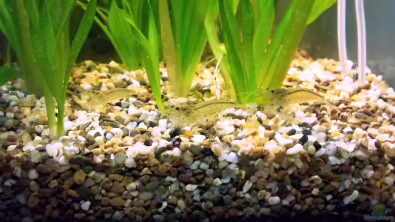 Besatz im Aquarium Asia-Becken von more4ce (17)