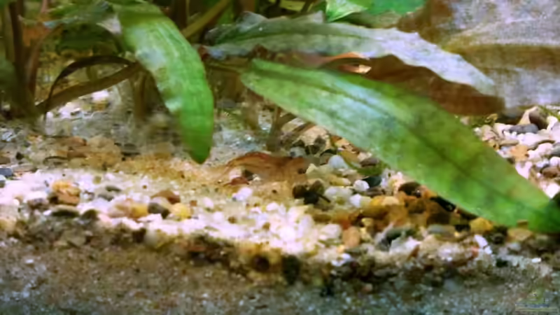 Besatz im Aquarium Asia-Becken von more4ce (18)