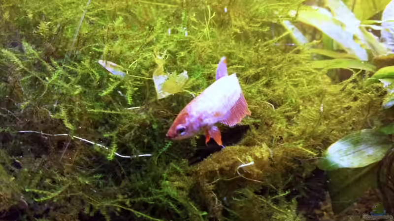 Besatz im Aquarium Asia-Becken von more4ce (20)