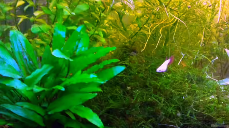 Besatz im Aquarium Asia-Becken von more4ce (21)