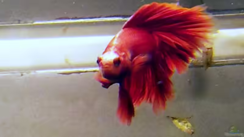 Besatz im Aquarium Asia-Becken von more4ce (22)