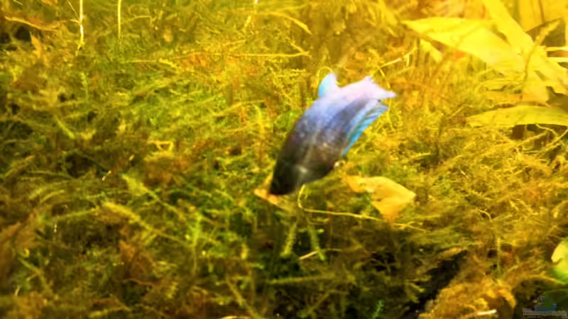 Besatz im Aquarium Asia-Becken von more4ce (24)