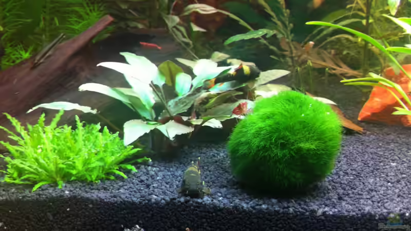 Besatz im Aquarium Asia Dreams von Nastassja&Mario T (26)