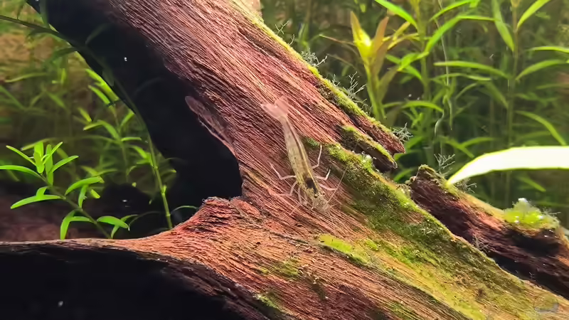 Besatz im Aquarium Asia (Welcome to the Jungle) von Rene78 (19)