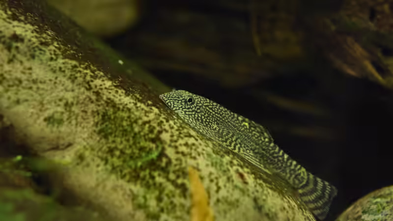 Besatz im Aquarium Asiatischer Bach von Aquajonas (11)