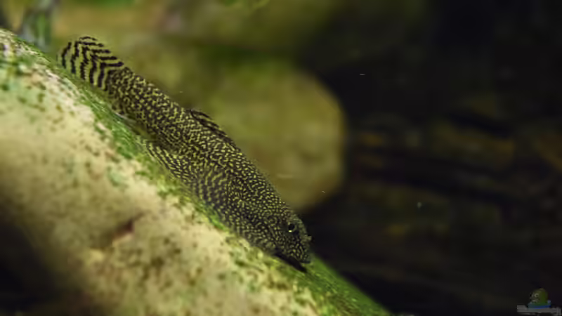 Besatz im Aquarium Asiatischer Bach von Aquajonas (13)