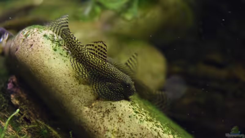 Besatz im Aquarium Asiatischer Bach von Aquajonas (14)