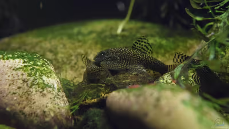 Besatz im Aquarium Asiatischer Bach von Aquajonas (15)