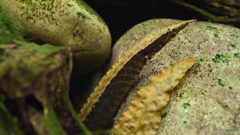 Besatz im Aquarium Asiatischer Bach von Aquajonas (17)