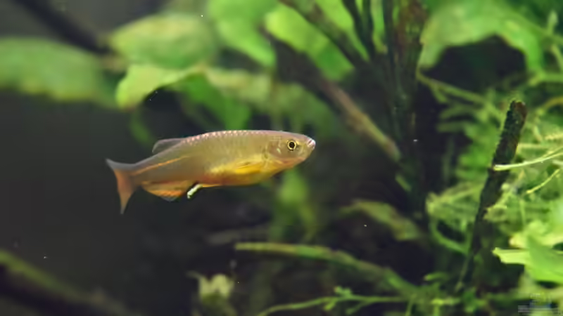 Besatz im Aquarium Asiatischer Bach von Aquajonas (18)