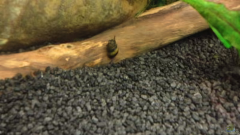 Besatz im Aquarium Asiatischer Bachlauf ( nur noch als Beispiel) von Heiko Stracke (60)