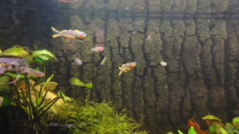 Besatz im Aquarium Asiatischer Bachlauf ( nur noch als Beispiel) von Heiko Stracke (62)