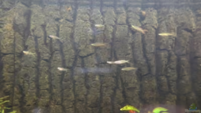 Besatz im Aquarium Asiatischer Bachlauf ( nur noch als Beispiel) von Heiko Stracke (63)