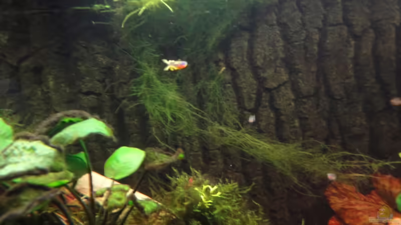 Besatz im Aquarium Asiatischer Bachlauf ( nur noch als Beispiel) von Heiko Stracke (66)