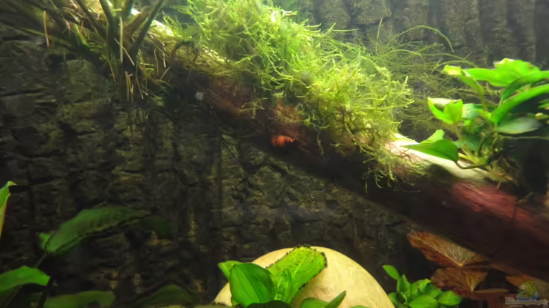 Besatz im Aquarium Asiatischer Bachlauf ( nur noch als Beispiel) von Heiko Stracke (67)